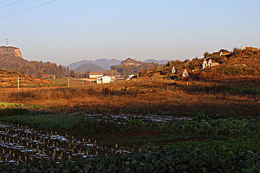 soi câu 555